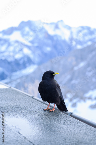 Vogel in den bayrischen Alpen mit schneebedeckten Bergen im Hintergrund im Winter