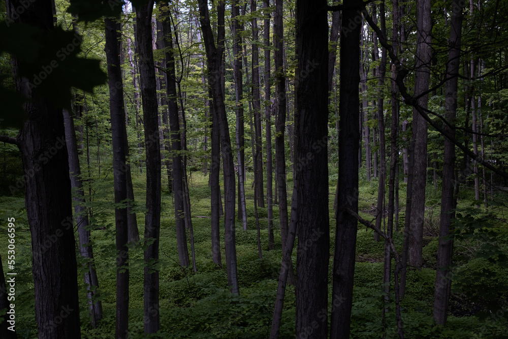 Obraz premium intense and deep forest photography