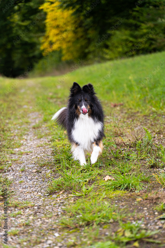 Sheltie shetland sheepdog running towards you on a green path