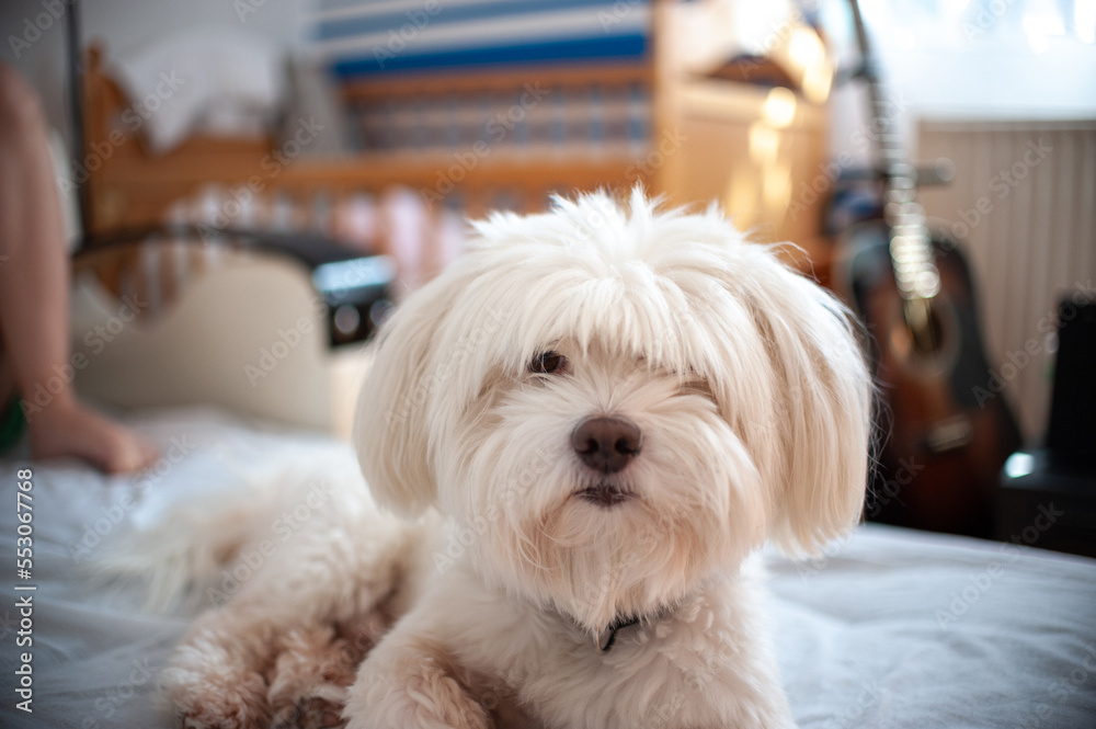 A small Maltese dog laying down on a bedsheet A small Maltese dog laying down on a bedsheet