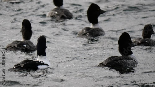 A group of male and female Common Goldeneye ducks swimming in the pacific ocean at Whytecliff Park in West Vancouver, British Columbia, Canada. photo