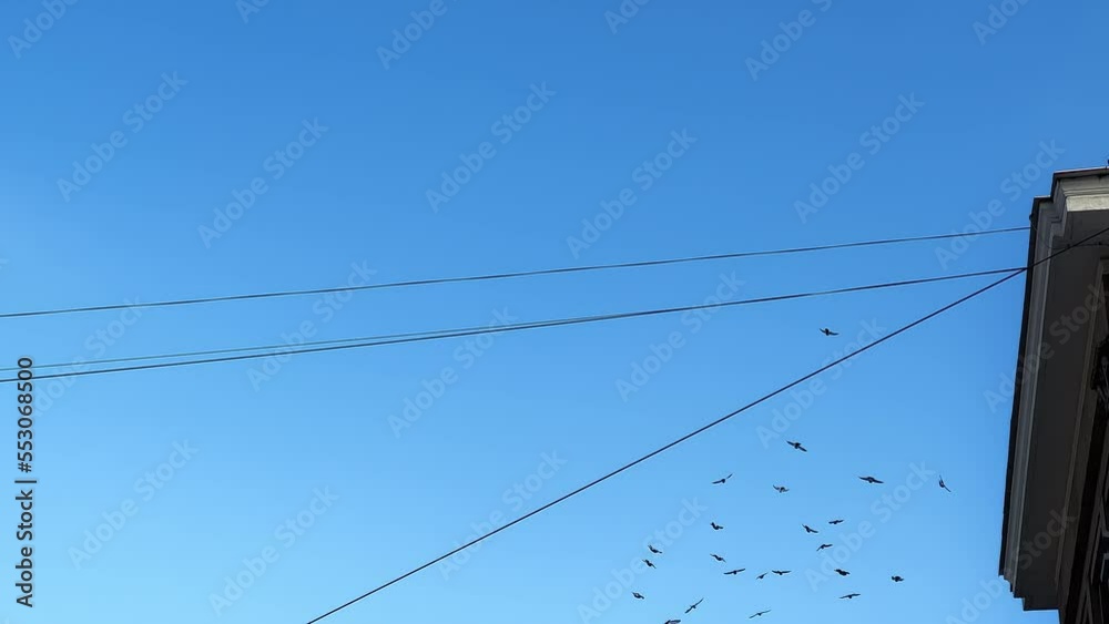 Flock of birds: Many pigeons flying in the city against blue sky Flock of birds: Many pigeons flying in the city against blue sky