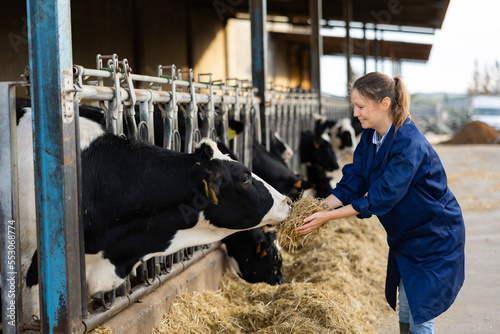 Foto Female dairy farm worker feeding cows in a stall at a dairy farm