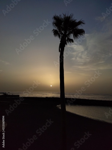 Palmera en las playas de Canarias