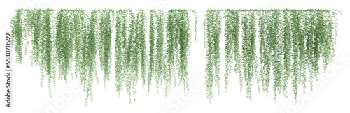 3D illustration of creeper plants on transparent background