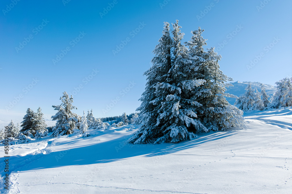Obraz premium Winter landscape of Vitosha Mountain, Bulgaria