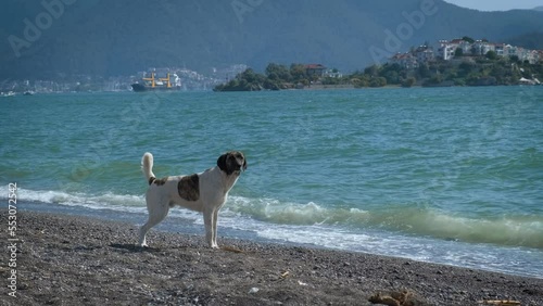 The young dog is pissing. A homeless dog peeing on the seashore.