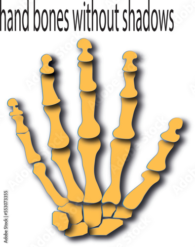 hand bones with shading and white background