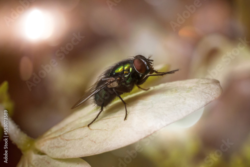 Nahaufnahme einer Fliege die auf einem Blatt sitzt mit Bokeh © Linus Kaufmann