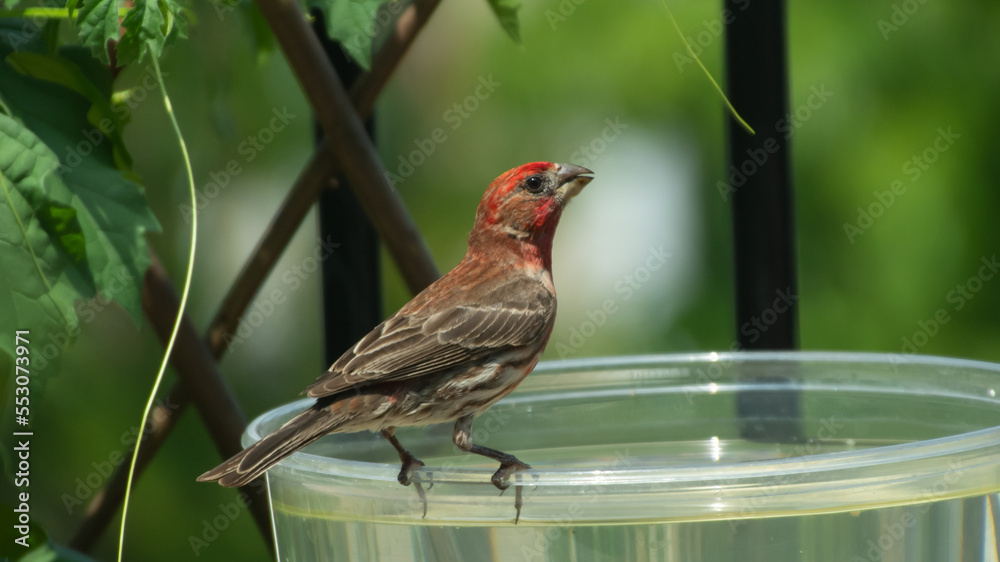 Fototapeta premium Male finch looking for water in mid summer in a vegetable garden.