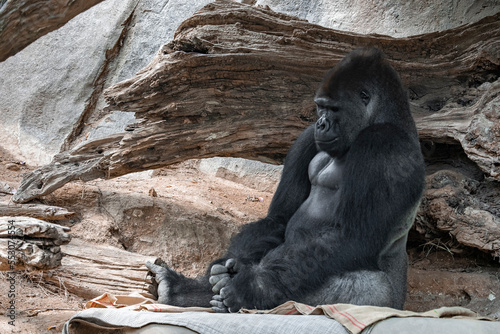 Gorilla sleeping while sitting on textile by wood and rock formation in background at San Diego Safari Park
