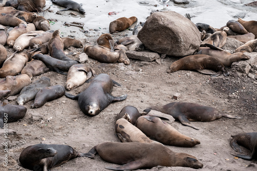 High angle view of herd of sea lions lying while resting on rocky coastline at Monterey bay