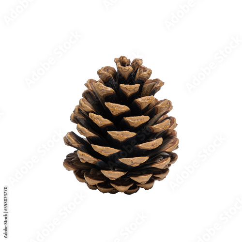 Small pine cone to decorate the Christmas tree, isolated on a transparent background. Large pine cone.