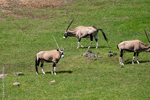 Gemsboks standing on green field at San Diego Safari Park during sunny day photo