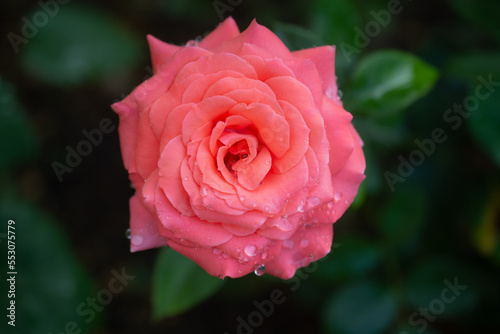 Beautifully blooming pink rose with waterdrops in garden after rain 