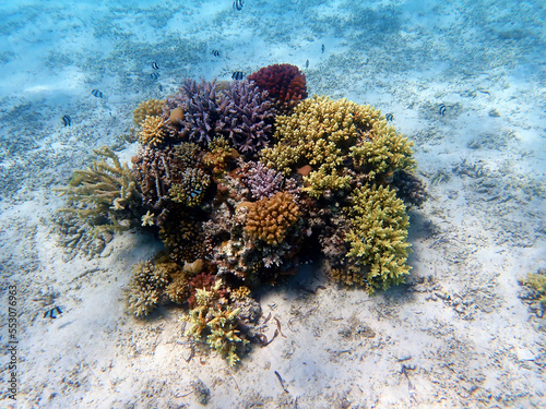 sea scape, aquascape, seascape, aquaworld, into the blue, undersea, life, sealebrate, oceanographic, oceanography, scenery, scene, life underwater, healthy reef, marine protected area, coral formation photo