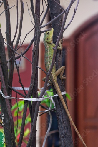 chameleon on a branch