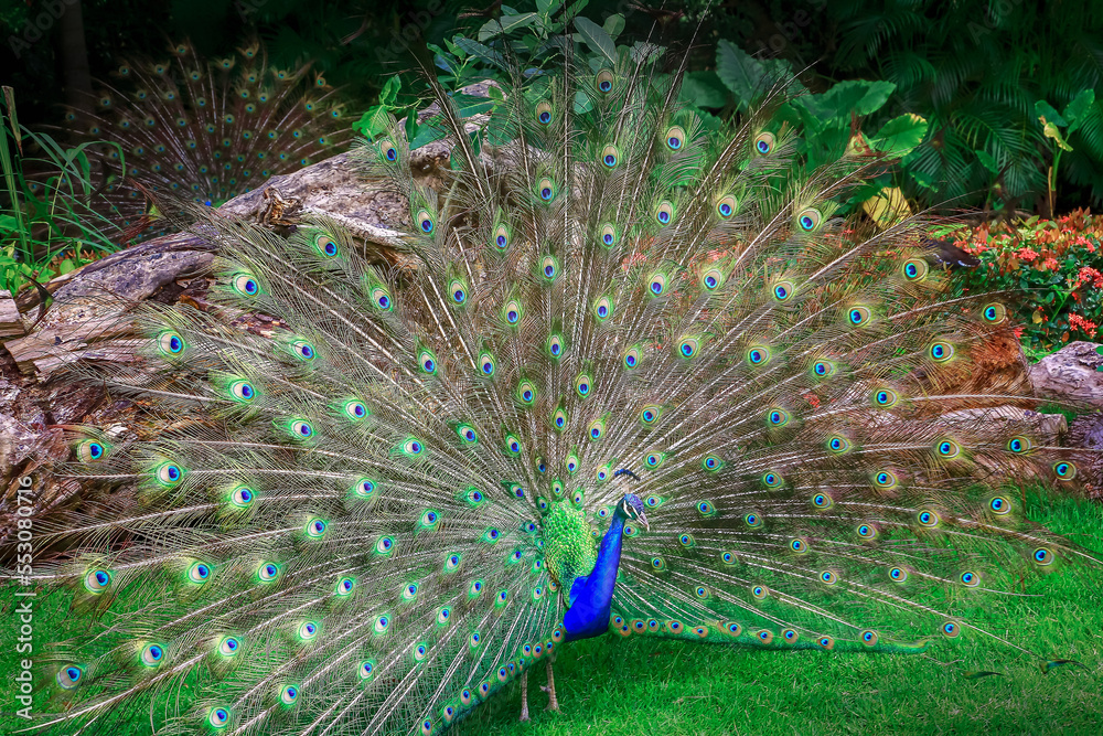 Obraz premium Beautiful blue male Peacock with feathers fanned out