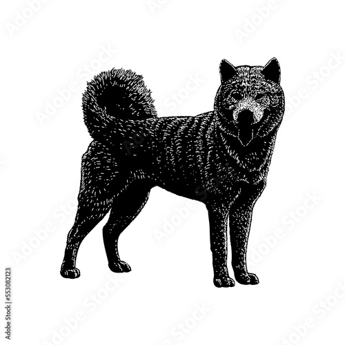 Ainu dog hand drawing vector illustration isolated on background.