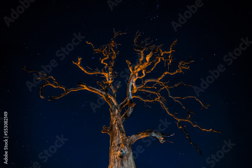 Spooky Dead Tree Lit Up Against A Dark Starry Night Sky © coreyfrey