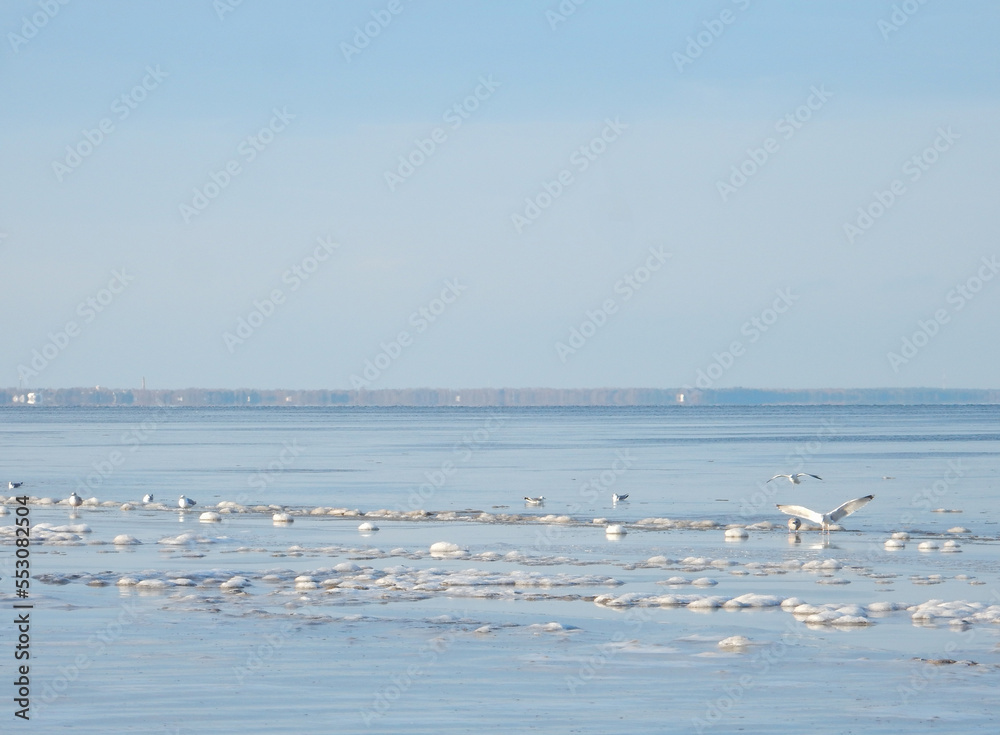 seagulls and snow on winter baltic sea
