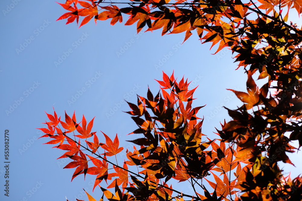 Beautiful autumnal foliage with red leaves on a mountain wood in lake como Italy Beautiful autumnal foliage with red leaves on a mountain wood in lake como Italy