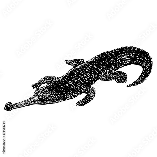 Gharial hand drawing vector illustration isolated on background.