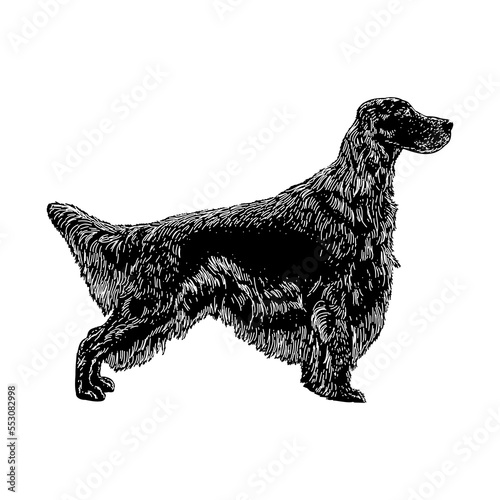 Irish Setter dog breed hand drawing vector illustration isolated on background.