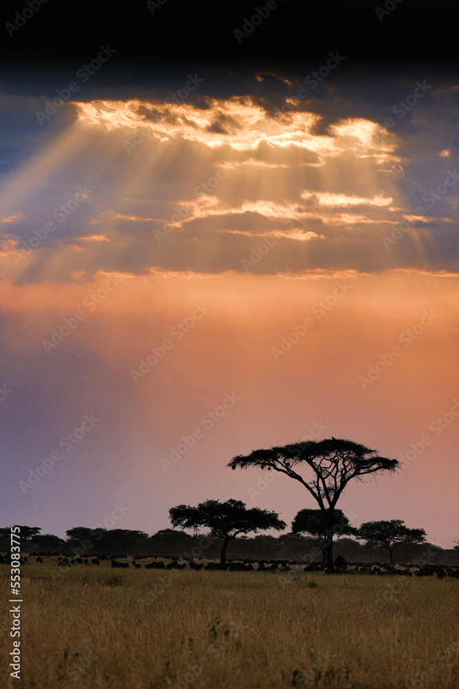 Sunset at Serengeti National Park Migration, Tanzania