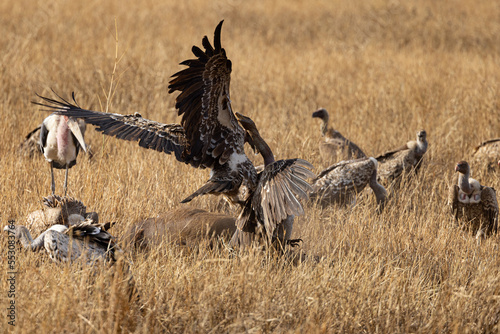 Serenegti National Park Migration, Tanzania photo