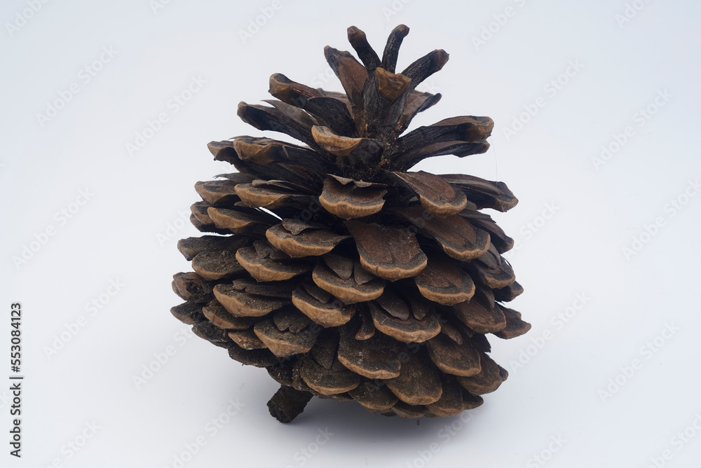 piña pino piña pino