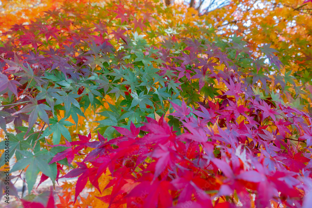 Colorful fallen autumn leaves nature background Colorful fallen autumn leaves nature background
