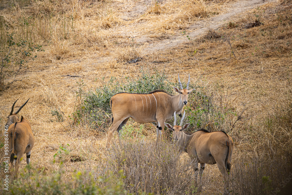 Naklejka premium Tarangire National Park, Tanzania