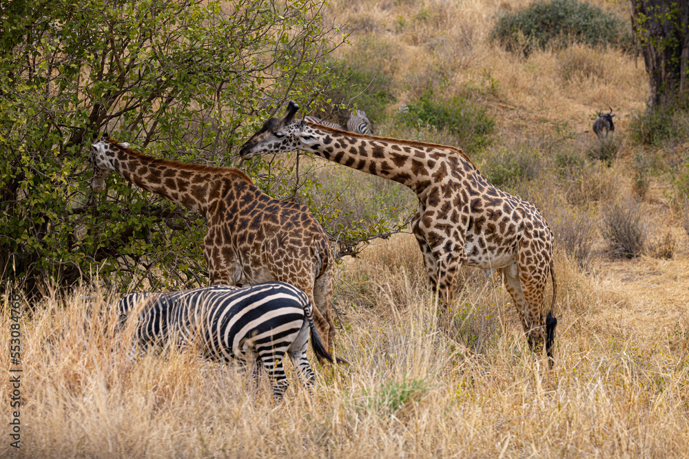 Obraz premium Tarangire National Park, Tanzania