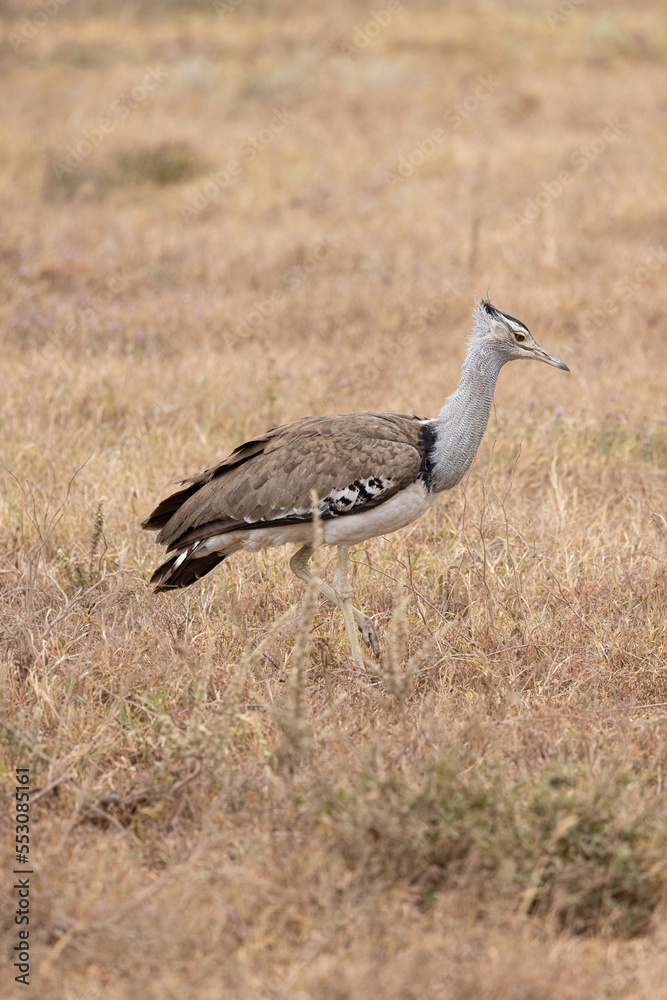 Serenegti National Park Migration, Tanzania Serenegti National Park Migration, Tanzania