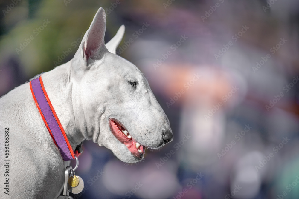 Portrait of white pensive bull terrier collar with address tag on blurred abstract background. Dog show winner purebred. Titled offspring breeding dogs kennel. Beautiful aristocratic sport dog profile