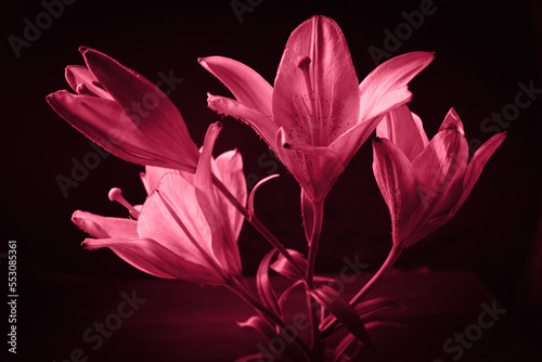 Delicate lily flower. The contours of the flower in atmospheric dark photography. A fresh classic for 2023 in Viva Magenta. Color concept of the year.