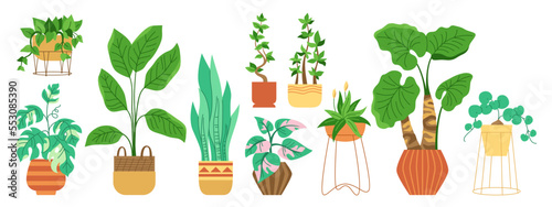 House potted plant, trendy decorative cartoon set. Exotic houseplants flowerpot for interior. Botanical house indoor blooming plants in pot, flower, potted ceramic. Urban jungle decor flat vector