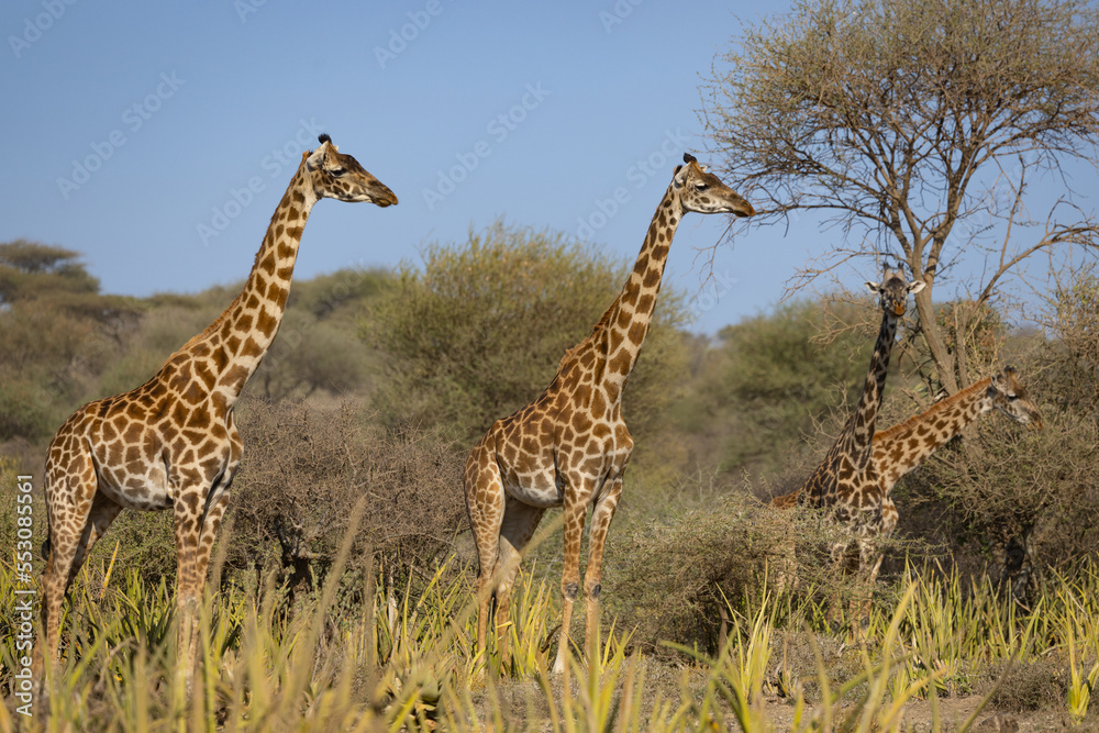 Fototapeta premium Serenegti National Park Migration, Tanzania