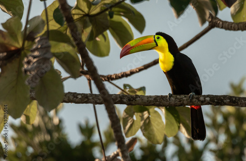 Colorful toucan with yellow and black feathers perched on a branch of a tree in the tropical forest of the Yucatan peninsula at sunrise with blue sky in the background 