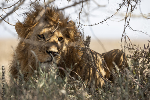 Serenegti National Park Migration, Tanzania photo