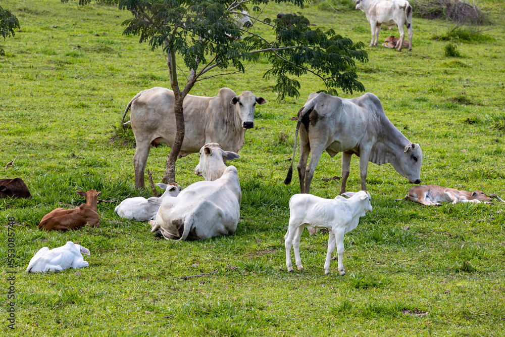 white nelore cows and calves in the pasture white nelore cows and calves in the pasture