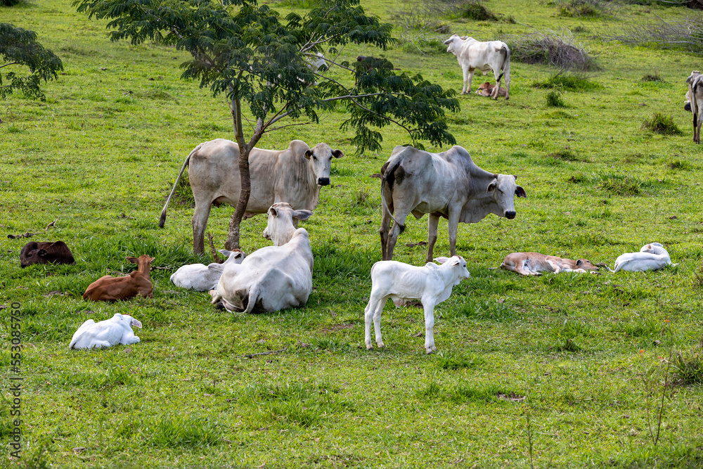 white nelore cows and calves in the pasture