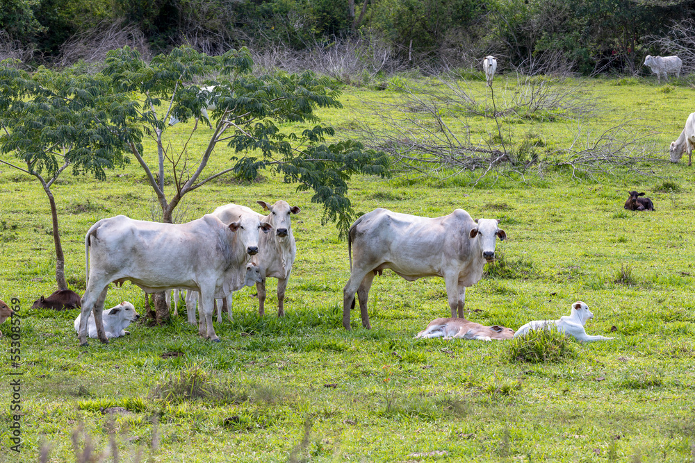 white nelore cows and calves in the pasture white nelore cows and calves in the pasture