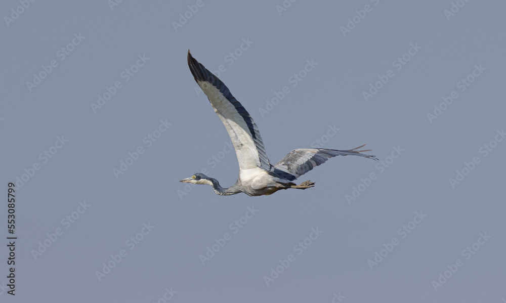 Obraz premium Serenegti National Park Migration, Tanzania