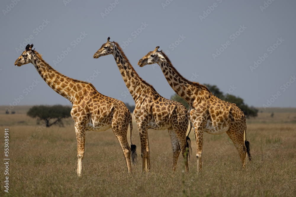 Fototapeta premium Serenegti National Park Migration, Tanzania