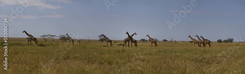 Serenegti National Park Migration, Tanzania © Taha