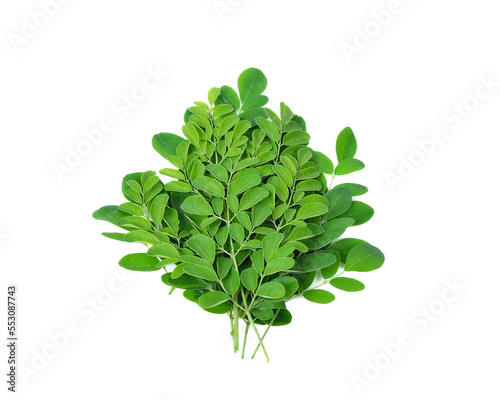 Moringa oleifera leaves isolated on white background