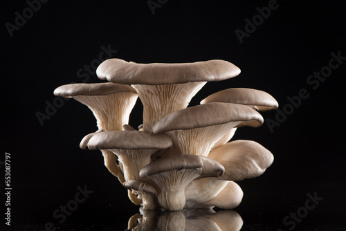 Delicious oyster mushrooms isolated on black backgrouond.