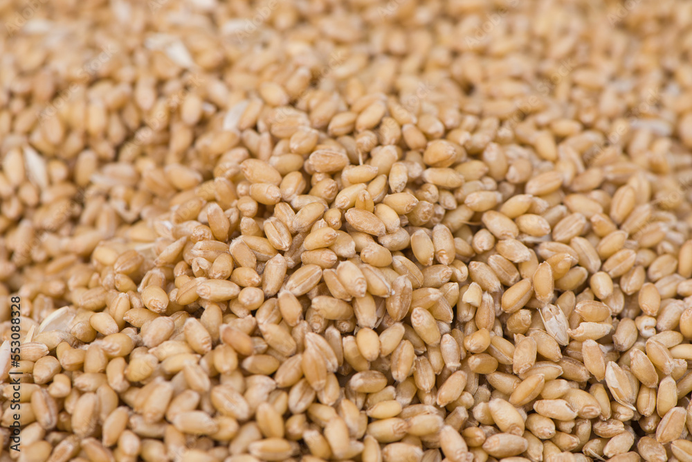 Texture of durum wheat seeds.Compact pile of seeds grain. Texture of durum wheat seeds.Compact pile of seeds grain.